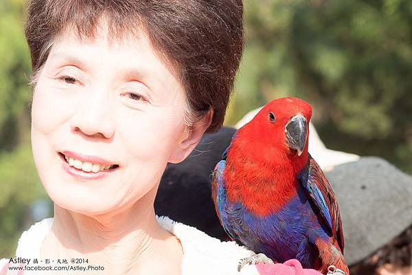 DSC01722 折衷鸚鵡.jpg