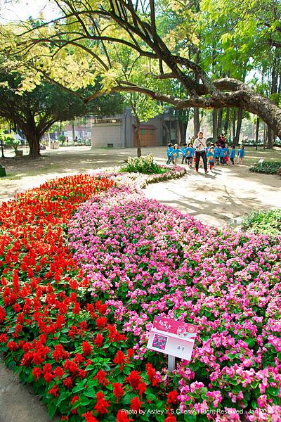 DSC01809 海棠區.jpg