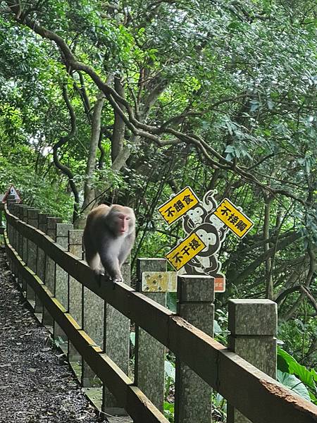 猴子0122_210204.jpg 猴子0122_210204.jpg