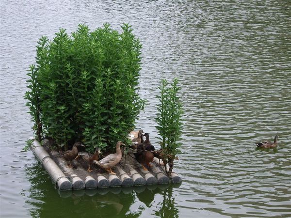 竹湖可愛的鴨子!