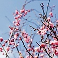 DSC_1110.jpg