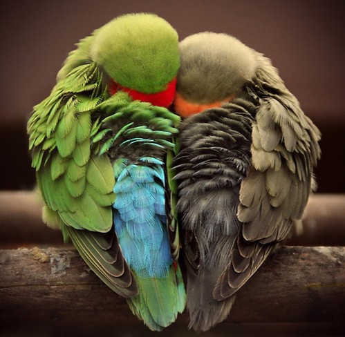 love,birds,d,_,b,dream,happiness,love,sleep-04285a5dbd7c39953af60c7799a0727e_h.jpg