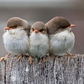 Three-Small-Birds-Widescreen-Wallpaper.jpg