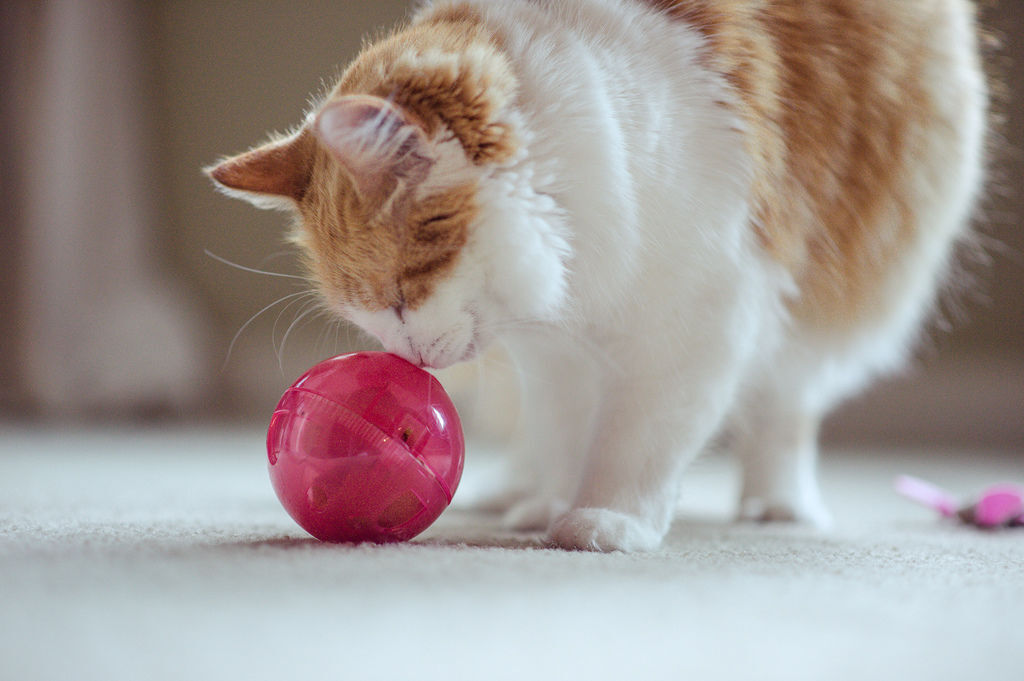 琪琪小姐 西雅圖 海外婚紗 琪琪小姐 西雅圖 海外婚紗