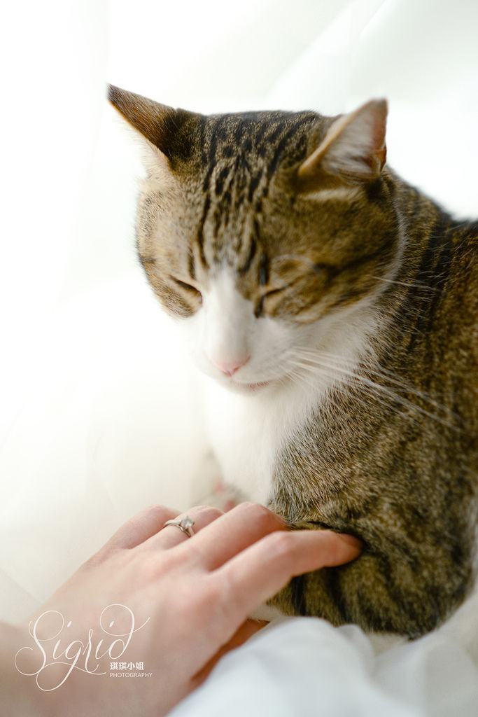 琪琪小姐 貓咪 輕婚紗 琪琪小姐 貓咪 輕婚紗