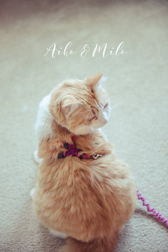 婚攝琪琪小姐 西雅圖 海外婚紗 貓咪婚紗 婚攝琪琪小姐 西雅圖 海外婚紗 貓咪婚紗