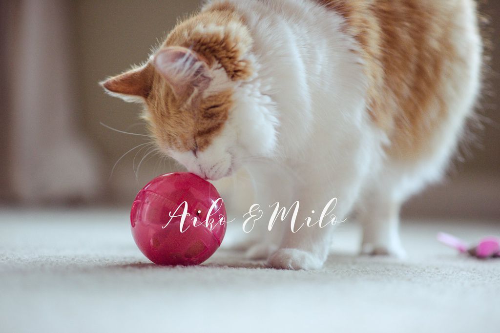 婚攝琪琪小姐 西雅圖 海外婚紗 貓咪婚紗 婚攝琪琪小姐 西雅圖 海外婚紗 貓咪婚紗