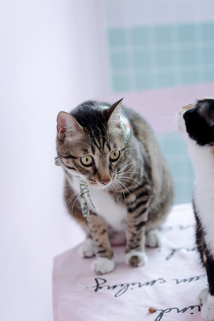 婚攝琪琪小姐 貓 婚紗 貓咪婚紗 貓奴 寫真 情侶 婚攝琪琪小姐 貓 婚紗 貓咪婚紗 貓奴 寫真 情侶