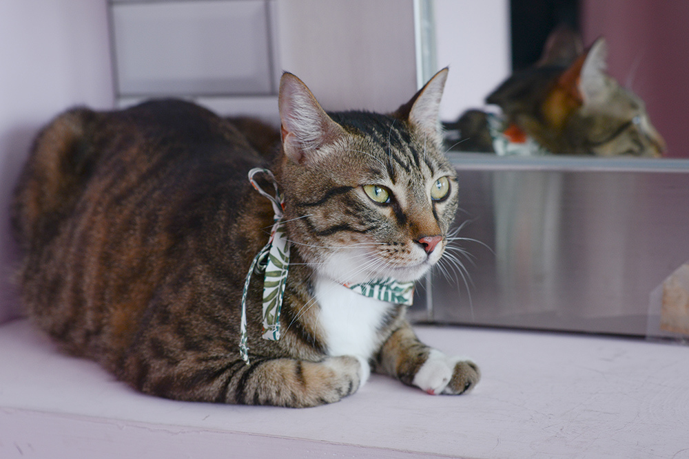 婚攝琪琪小姐 貓 婚紗 貓咪婚紗 貓奴 寫真 情侶 婚攝琪琪小姐 貓 婚紗 貓咪婚紗 貓奴 寫真 情侶