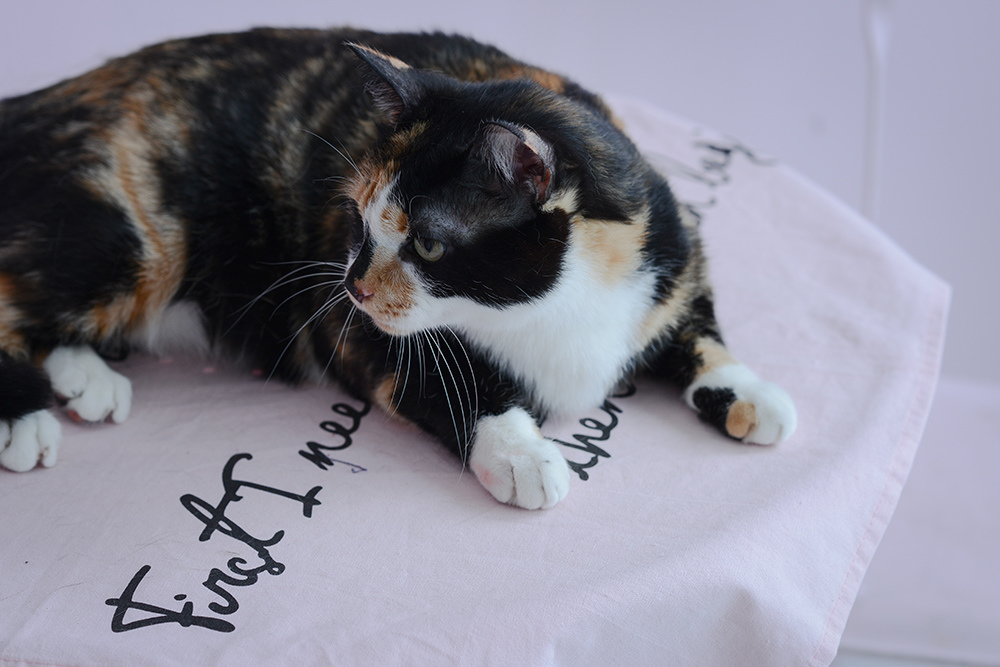 婚攝琪琪小姐 貓 婚紗 貓咪婚紗 貓奴 寫真 情侶 婚攝琪琪小姐 貓 婚紗 貓咪婚紗 貓奴 寫真 情侶