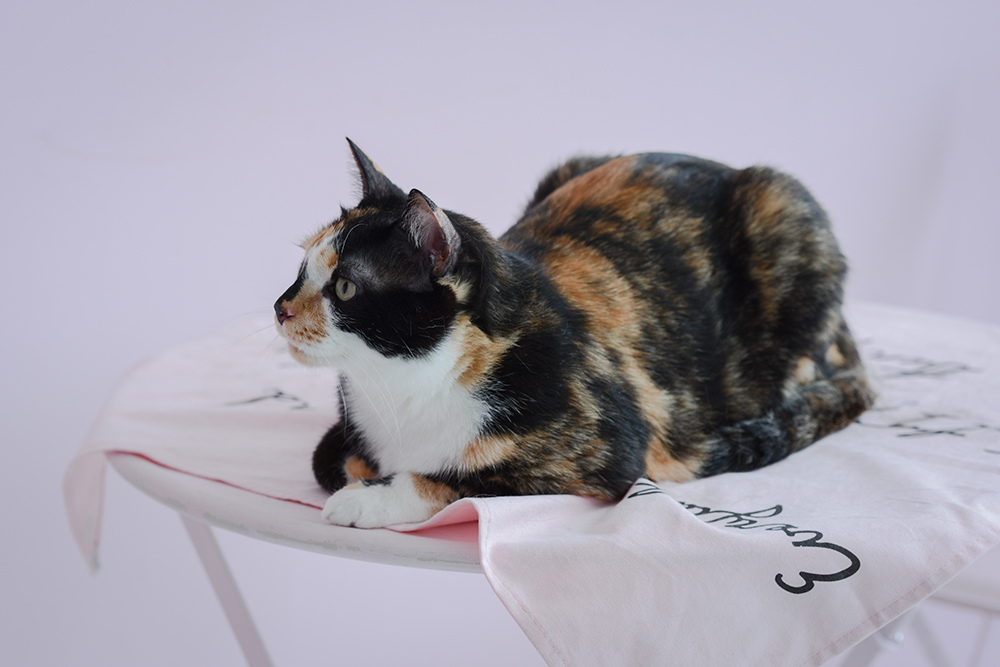 婚攝琪琪小姐 貓 婚紗 貓咪婚紗 貓奴 寫真 情侶 婚攝琪琪小姐 貓 婚紗 貓咪婚紗 貓奴 寫真 情侶