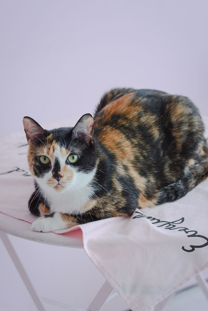 婚攝琪琪小姐 貓 婚紗 貓咪婚紗 貓奴 寫真 情侶 婚攝琪琪小姐 貓 婚紗 貓咪婚紗 貓奴 寫真 情侶