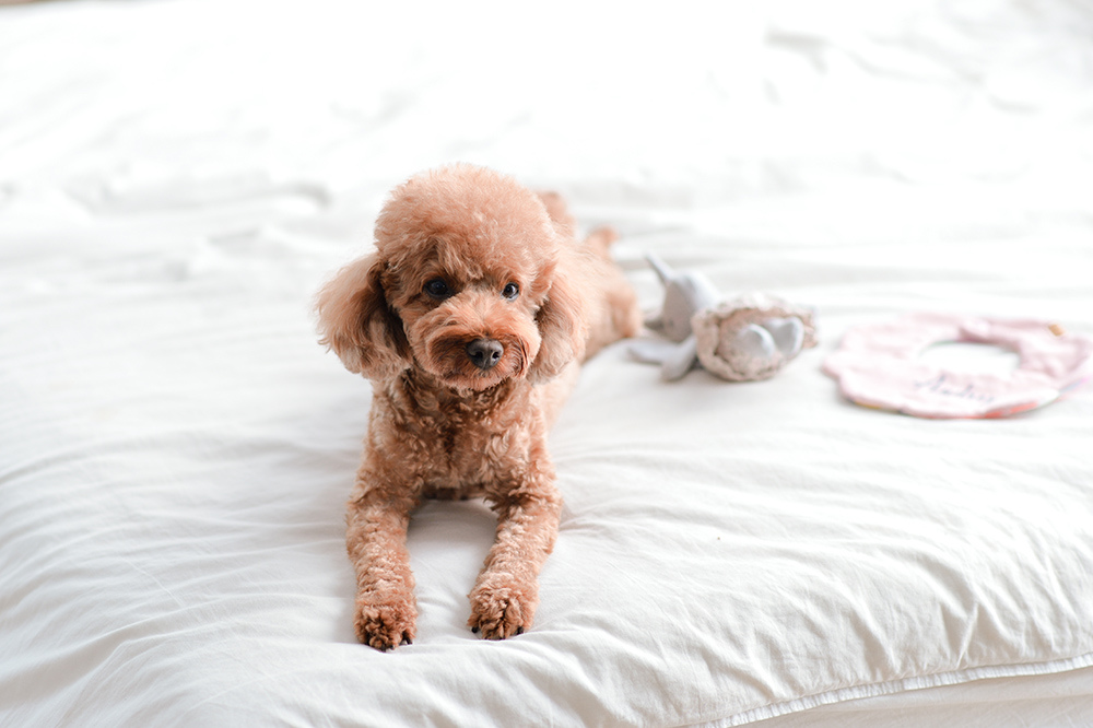 台北孕婦寫真 琪琪小姐與喬先生 台北孕婦寫真 琪琪小姐與喬先生