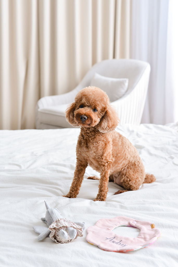 台北孕婦寫真 琪琪小姐與喬先生 台北孕婦寫真 琪琪小姐與喬先生