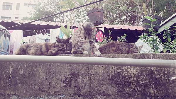 20150301 永康復興彩虹眷村_162 20150301 永康復興彩虹眷村_162