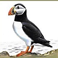 Puffin