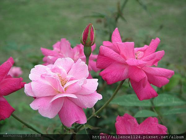 植物園2008.420_01.jpg