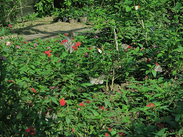 飛牛牧場蝴蝶花園