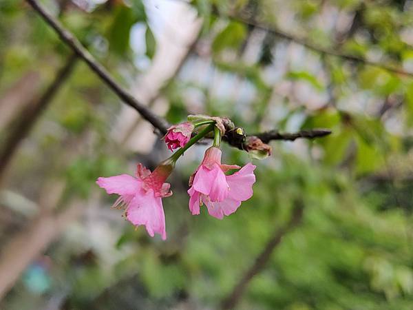 新北汐止賞櫻大道