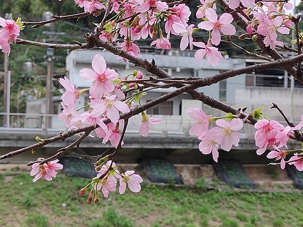 新北汐止賞櫻大道