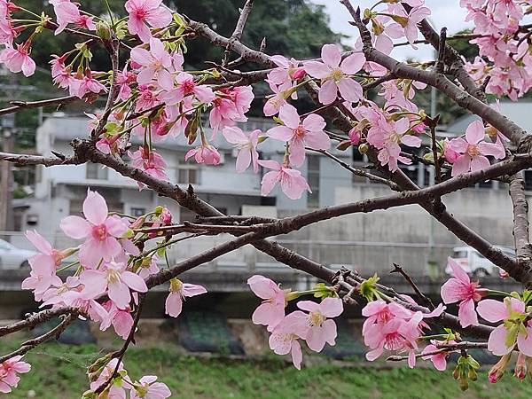 新北汐止賞櫻大道