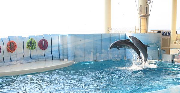 日本新江之島水族館 看魚群