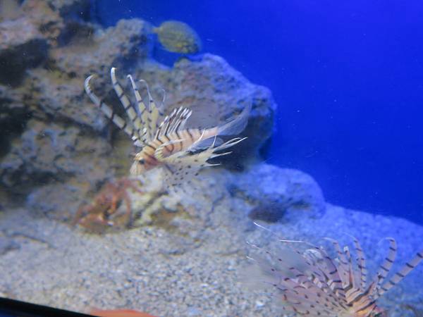 日本新江之島水族館 看魚群