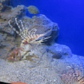 日本新江之島水族館 看魚群