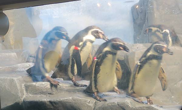 日本新江之島水族館 看魚群