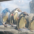 日本新江之島水族館 看魚群