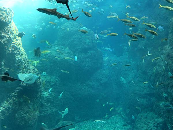 日本新江之島水族館 看魚群