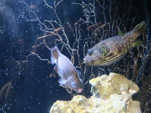 日本新江之島水族館 看魚群