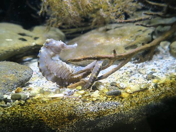 日本新江之島水族館 看魚群