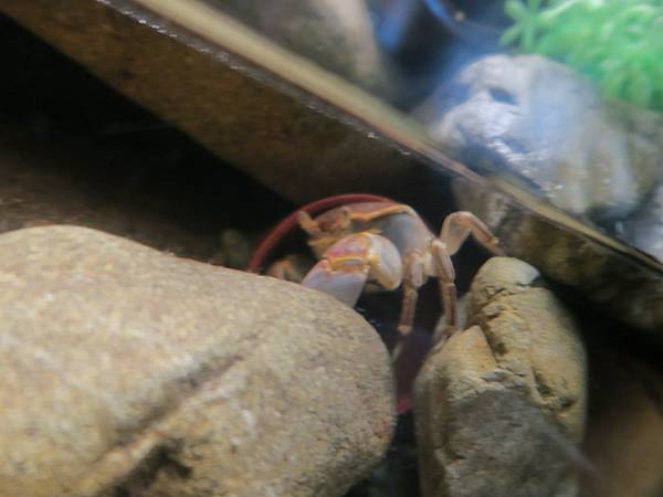 日本新江之島水族館 看魚群