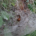鬼斧神工的蜘蛛網，形狀很像吊床，蜘蛛還會拿片葉子當小屋頂(有風在吹，對焦實在太困難)