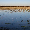 Flooded_farmland_in_the_Lydden_Valley_-_geograph.org.uk_-_658685 (1).jpg