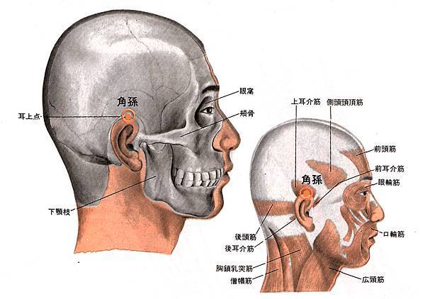 角孫穴.jpg