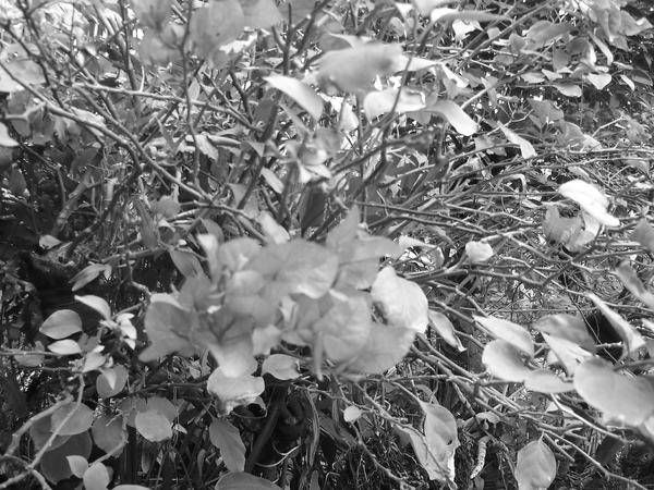 DSC00645.JPG DSC00645.JPG