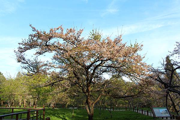 20160402-阿里山- (7)-櫻王.jpg