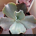 2009/4/8 Echeveria cv. Takasagonookina 高砂之翁