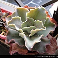 2010/2/23 Echeveria cv. Takasagonookina 高砂之翁