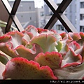 2011/6/8 Echeveria cv. Takasagonookina 高砂之翁