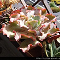 2011/6/8 Echeveria cv. Takasagonookina 高砂之翁