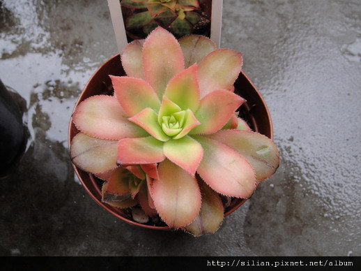 Aeonium decorum cv. Variegata