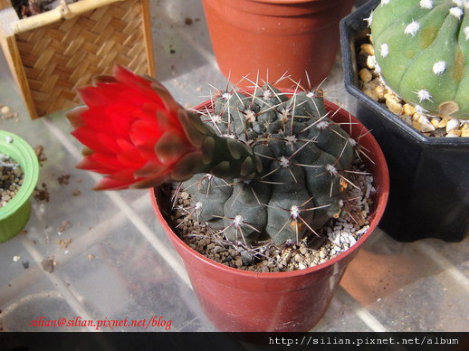 2011/6/8 緋花玉 Gymnocalycium baldianum