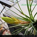 2011/6/12 Tillandsia tricolor トリコロール 三色花