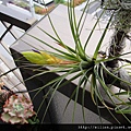 2011/6/12 Tillandsia tricolor トリコロール 三色花