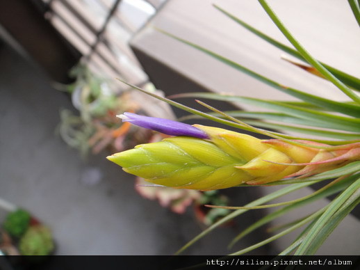 2011/6/13 Tillandsia tricolor トリコロール 三色花