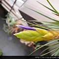 2011/6/13 Tillandsia tricolor トリコロール 三色花