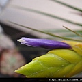 2011/6/13 Tillandsia tricolor トリコロール 三色花